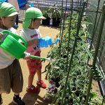 みんなで育てた野菜の味は?