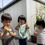 ふたば組　野菜の収穫をしました！