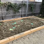 お芋堀りしよう!(そよかぜ組)