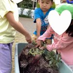 たいよう組☆さつまいも掘り、スイートポテト作り