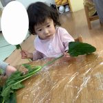 そよかぜ組　食育「ほうれん草」
