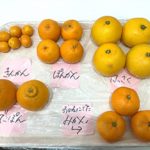 柑橘系果物の食育