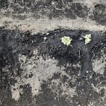 冬野菜育ててます!