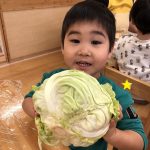 食育「キャベツを触ろう！」