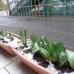 ３月８日（金曜日）小雨→晴