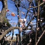 近くにあるステキなところ! 池上梅園!