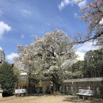 ♡４月１６日♡『たいよう組：お散歩！』