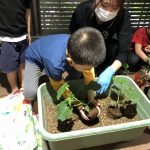 5月9日　たいようぐみ　キュウリの苗を植えました！