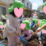 💛４月２６日💛『幼児組：夏野菜を植える』