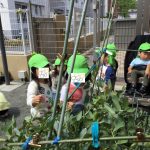 ～　園庭での自然物観察　～