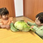 春の野菜といえばキャベツ！
