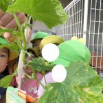 【ふたばぐみ おやさい植えてみたよ!】
