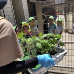 ♡5月15日♡『たいよう組:夏野菜の苗植え!』