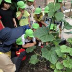 ♡6月25日♡『キュウリの収穫!』