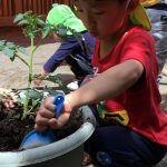 4歳児クラス「トマトときゅうりを植えました!」