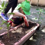 3歳児クラス「ピーマンとオクラを植えました!」