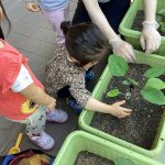 栽培を始めてもうすぐ1ヶ月