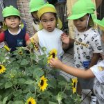 ♡8月5日♡『ひまわり🌻咲いた!』