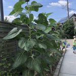♡9月6日♡『運動会楽しみ♪』