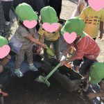 💛9月13日💛『幼児組:ブロッコリー、カリフラワーの植え付け』