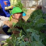 そら組☆冬野菜の収穫