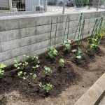 にじいろ畑で野菜を育ててみよう!