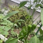 ☆夏野菜の生長☆