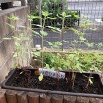 植物たちの生長