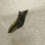 ４月～６月　アゲハ蝶