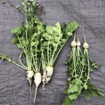 ４月　野菜の収穫