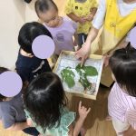 夏の蚕