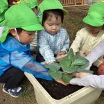 冬野菜の苗植え