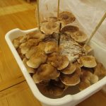 たいよう組　いざ、しいたけ収穫！
