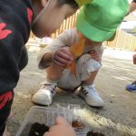 10月は・・・ダンゴムシ飼育始めました!
