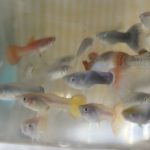 給田本園に仲間入り