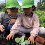 たいよう：冬野菜を植えました！