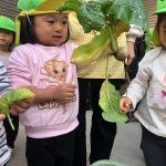 野菜収穫