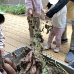 だいち組・そよかぜ組「芋掘りごっこ」