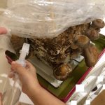 すくわくプログラム（3・4歳ベジリンク　しいたけ収穫）