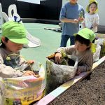 にじいろ保育園松原　サツマイモの観察（たいよう組）