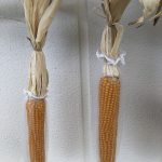 すくわくプログラム　≪3歳児クラス　ポップコーン作り≫