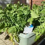 10月に植えた野菜が大きく成長しました。