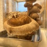 食育：キノコ栽培