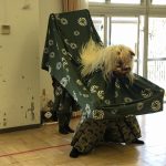 獅子舞いがやってきた！