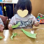 キャベツちぎり（だいち組）
