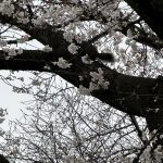 「お別れ散歩」