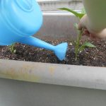 苗植え
