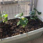 夏野菜の栽培を始めました！