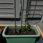 にじいろ保育園板橋二丁目　「　　夏野菜を育て始めました　　」