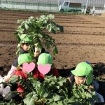 たいよう組さんがだいこん堀りに行ってきました。（１２月５日）